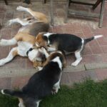 Golden Daylight Beagle O-Wurf 7. Woche 09