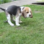 Golden Daylight Beagle O-Wurf 7. Woche 20