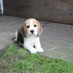 Golden Daylight Beagle O-Wurf 7. Woche 21