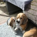 Golden Daylight Beagle O-Wurf 7. Woche 35