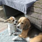 Golden Daylight Beagle O-Wurf 7. Woche 36