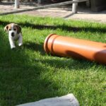Golden-Daylight-Beagle O-Wurf 6. Woche 12