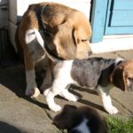 Golden-Daylight-Beagle O-Wurf 6. Woche 28