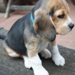 Beagle Welpe R-Wurf
